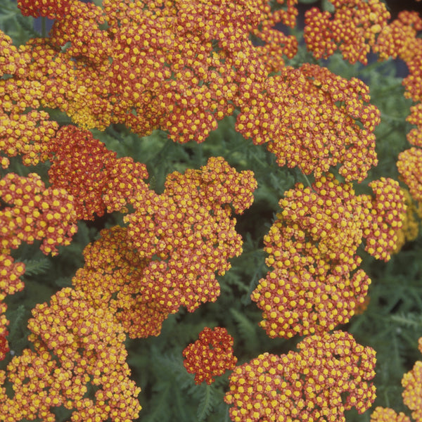 Achillea Plant ''Mill Walter funken'