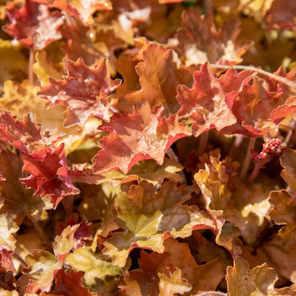 Heuchera Plant 'Ginger Ale'