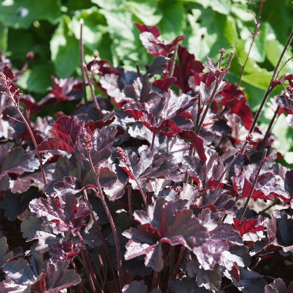 Heuchera Plant 'Obsidian'