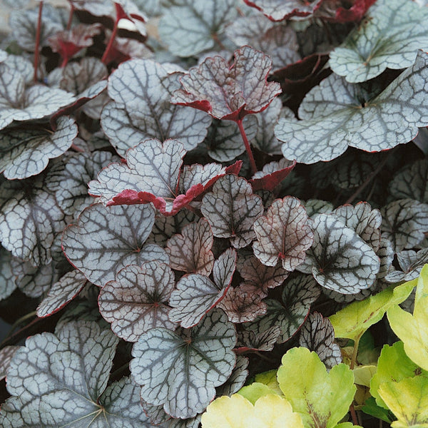 Heuchera Plant 'Silver Scrolls'