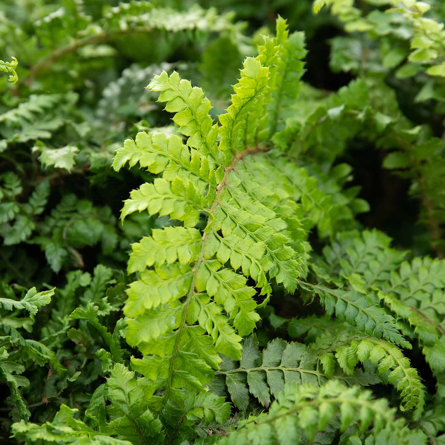 Polystichum polyblepharum - 2L Plant | Buy Polystichum Plants Online ...