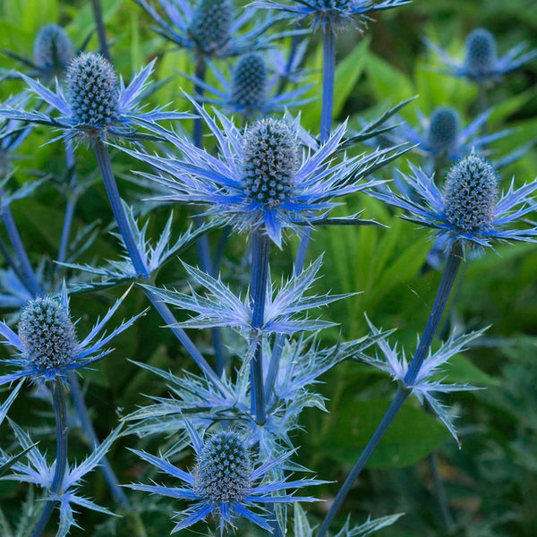 Eryngium Plant 'Big Blue'