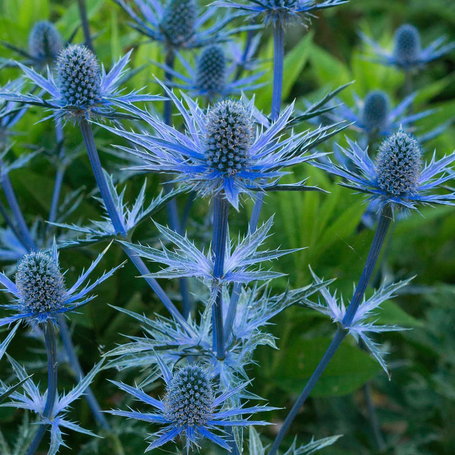 Eryngium 'Big Blue' - 9cm Plant | Buy Eryngium Plants Online ...
