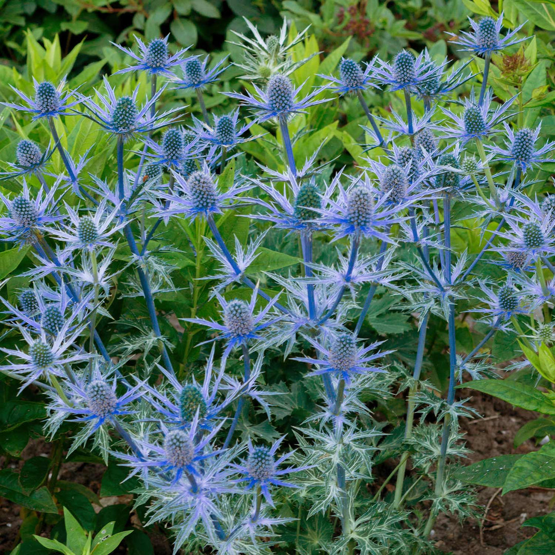 Eryngium 'Big Blue' 9cm Plant Buy Eryngium Plants Online