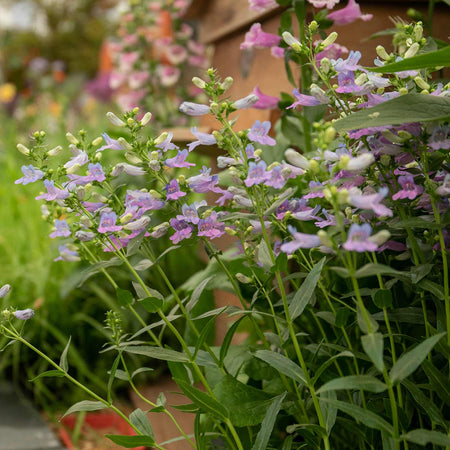 Penstemon 'Heavenly Blue'