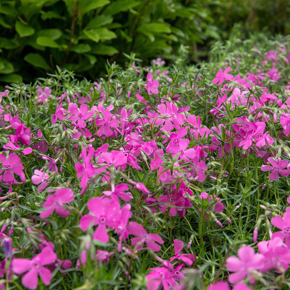 Phlox subulata ‘McDaniels Cushion’ - 1 x 9cm Plant | Buy Phlox Plants