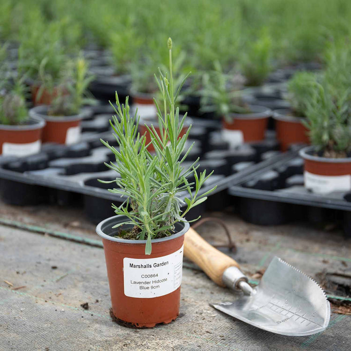 Lavender Plant 'Hidcote Blue' 1 x 9cm Potted Plant Buy Lavender