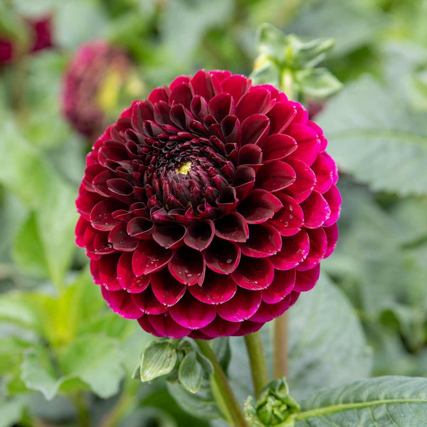 Dahlia Plant 'Jowey Mirella'