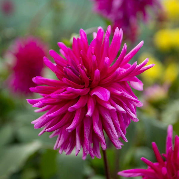 Dahlia Plant 'Purple Gem'