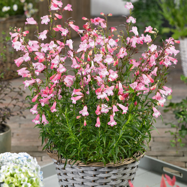 Penstemon Plant 'Apple Blossom'