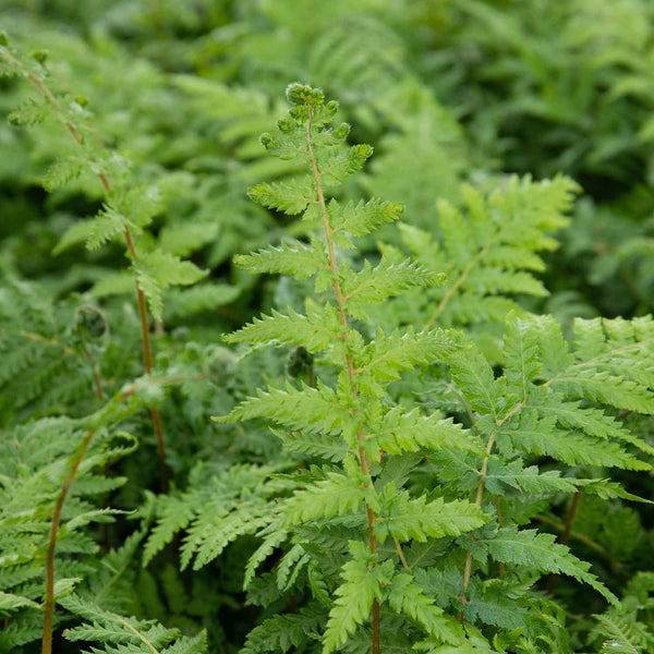 Fern Plant 'Dicksonia Antarctica'