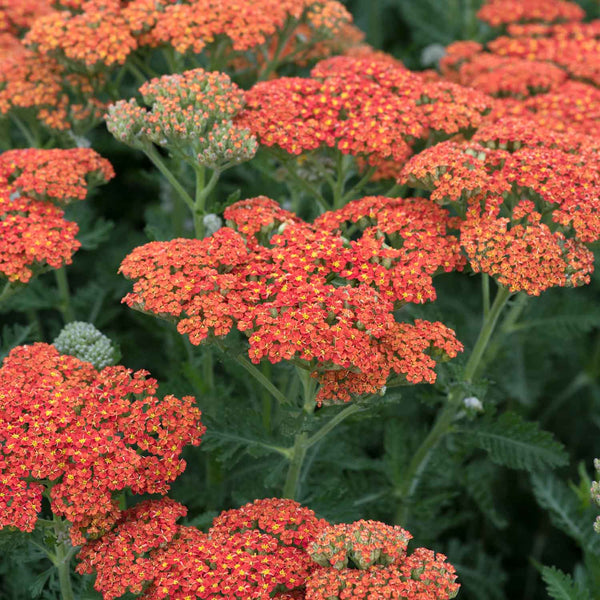 Achillea Plant 'Sassy Summer Sunset'