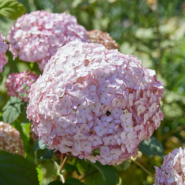 Hydrangea Plant 'Candybelle Bubblegum'