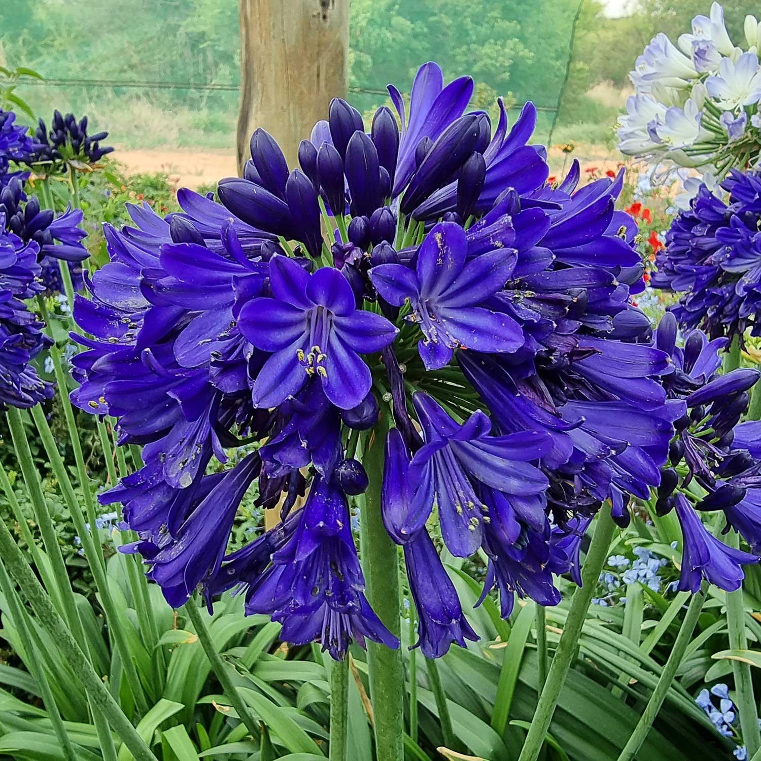 Agapanthus 'Midnight Sky' 9cm Plant | Buy Agapanthus Plants Online ...