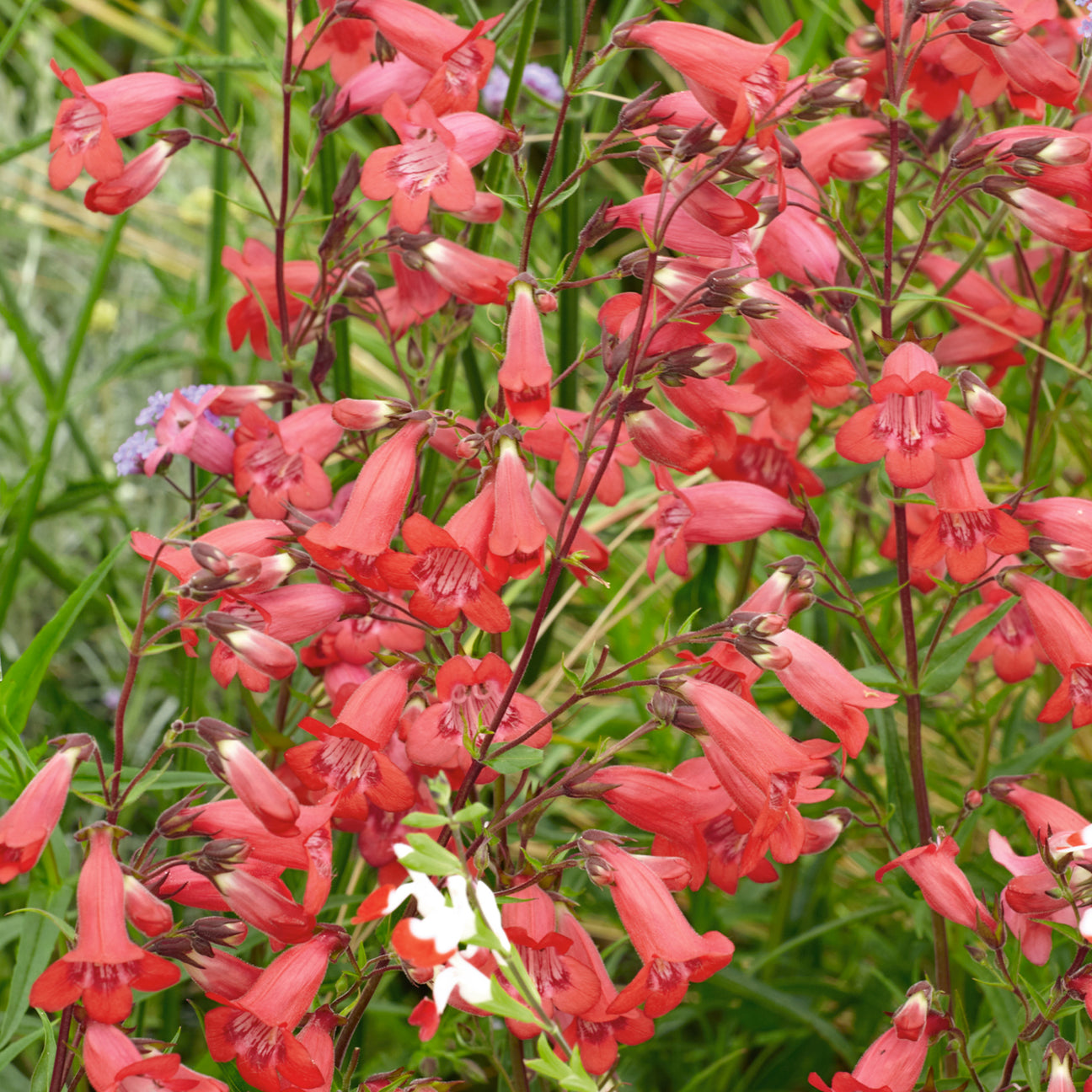 Penstemon 'Firebird' - 2Ltr Plant | Buy Penstemon Plants Online ...