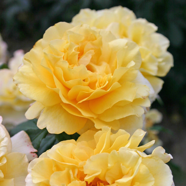 Rose Bush Plant 'Sunny Sky'