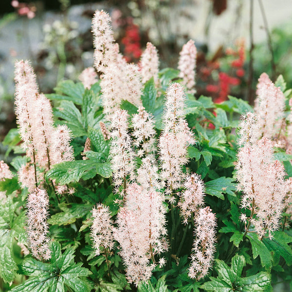 Tiarella Plant 'Pink Skyrocket'