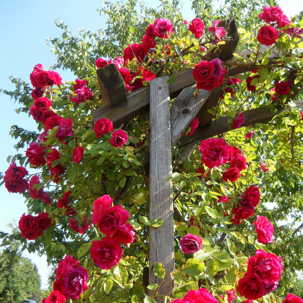 Climing Rose Plant 'Starlight Express'