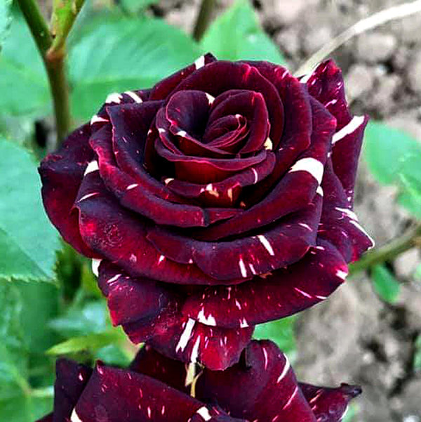 Rose Bush Plant 'Abracadabra'