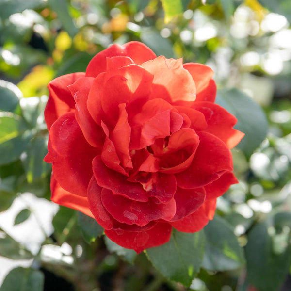 Rose Bush Plant 'Hot Chocolate'