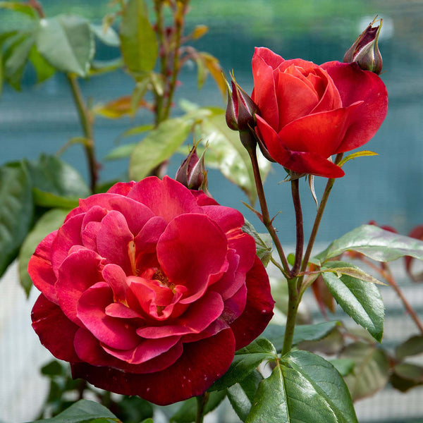 Rose Bush Plant 'Hot Chocolate'