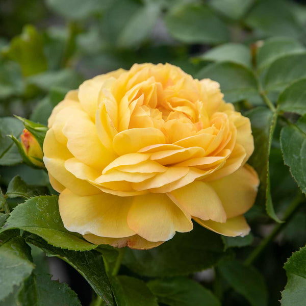 Rose Bush Plant 'Belle De Jour'