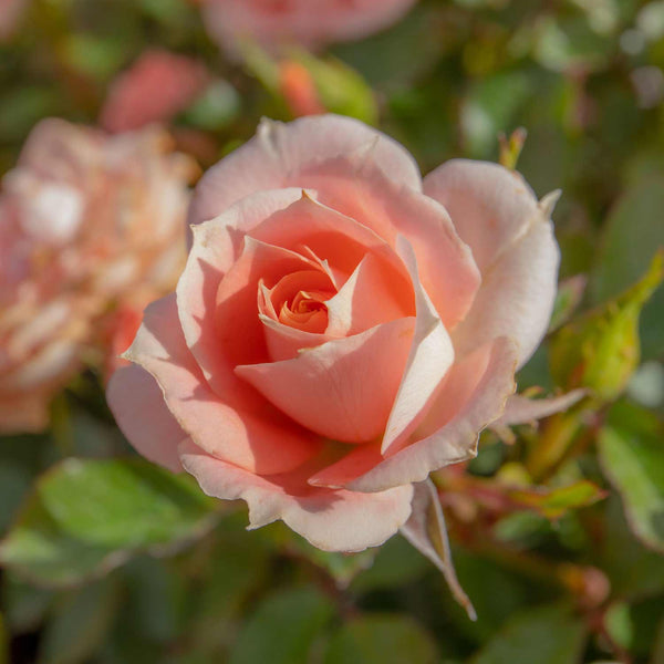 Patio Rose Plant 'Flower Power'