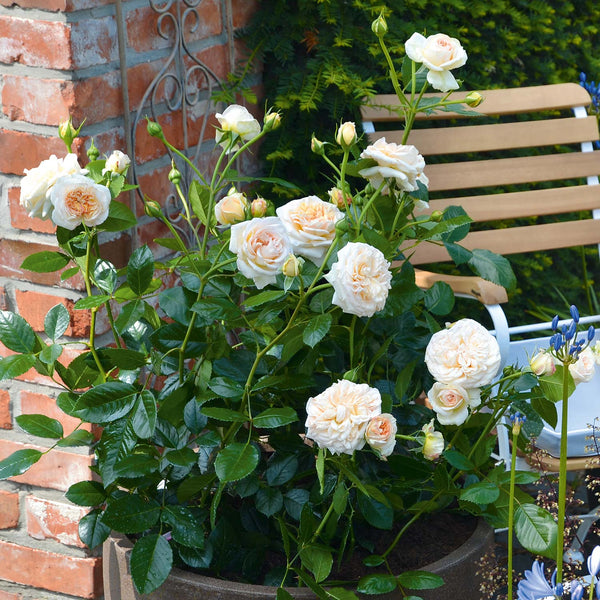 Rose Bush Plant 'Timeless Cream'