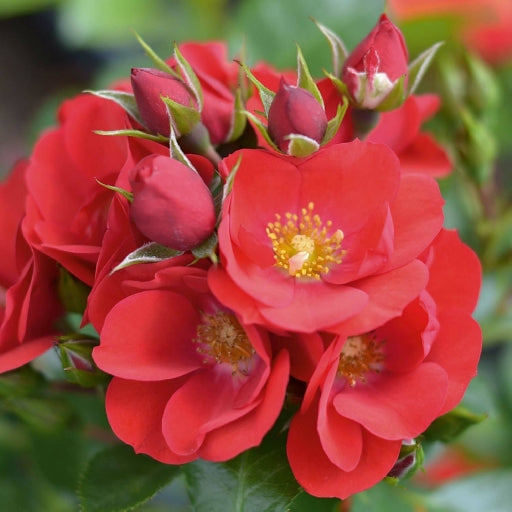 Rose Bush Plant 'Lots of Kisses'