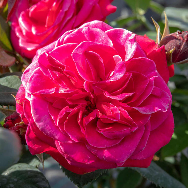 Rose Bush Plant 'Timeless Charisma'