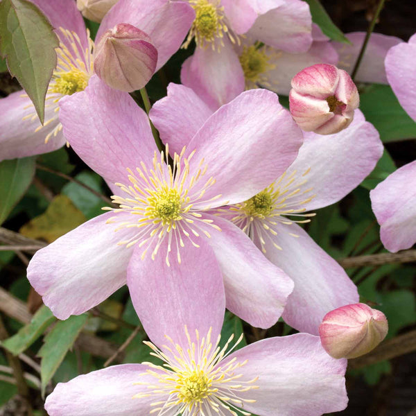 Clematis Plant 'Montana'