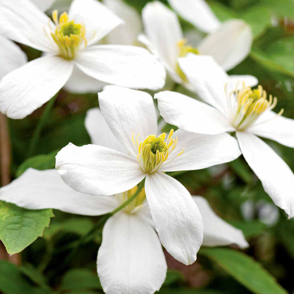 Clematis Plant 'Grandiflora'