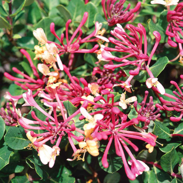 Honeysuckle Plant 'Belgica'