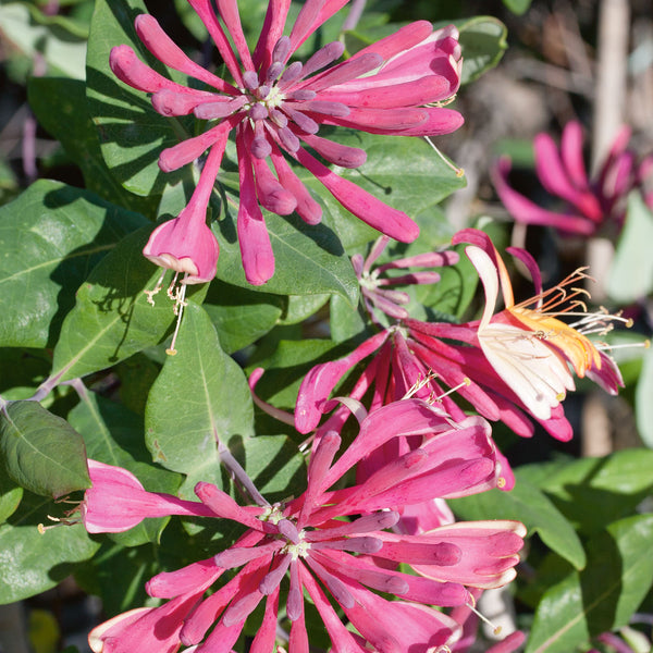 Honeysuckle Plant 'Goldflame'