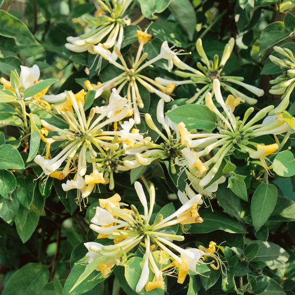 Honeysuckle Plant 'Graham Thomas'