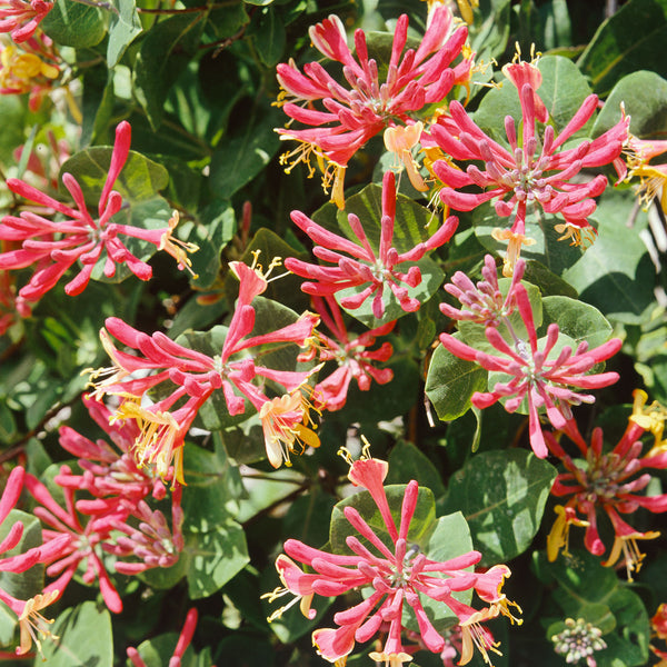 Honeysuckle Plant 'Serotina'