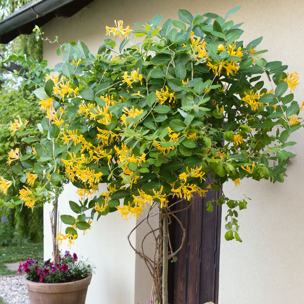 Honeysuckle Plant 'Tellmanniana'