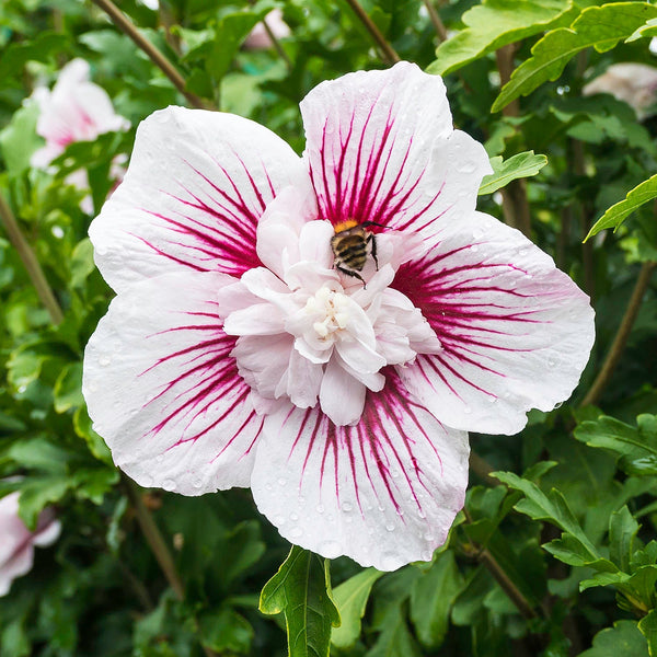 Hibiscus Syriacus Plant 'Starburst Chiffon'