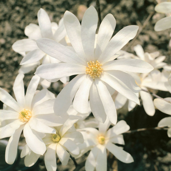 Magnolia Plant 'Stallata'