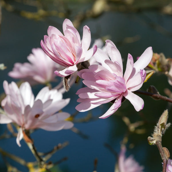 Magnolia Stellata Plant 'Rosea'