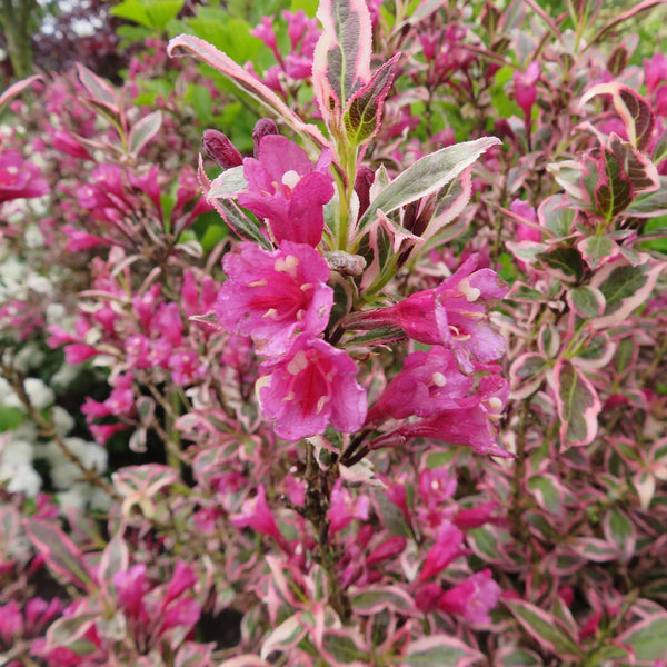 Weigela florida Plant 'All Summer Monet'