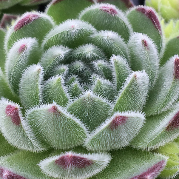 Sempervivum Plant 'Sugar Shimmer'