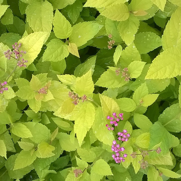 Spiraea japonica Plant 'Candlelight'