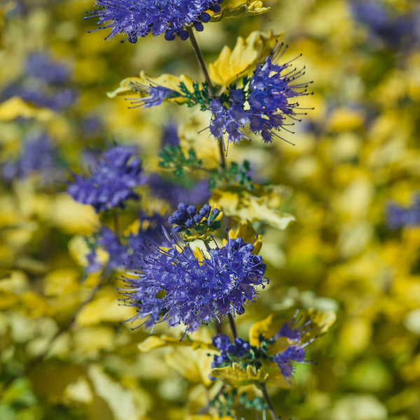 Caryopteris Incana Plant 'Sunshine Blue'