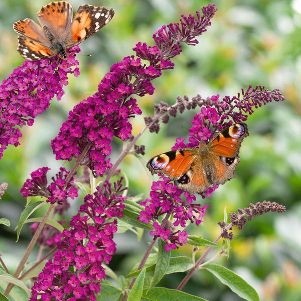 Buddleja Plant 'Davidii Royal Red'