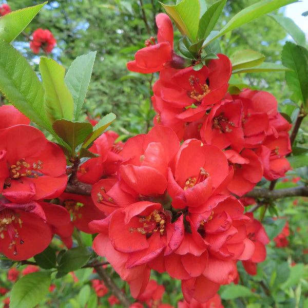 Chaenomeles Superba Plant 'Crimson and Gold'