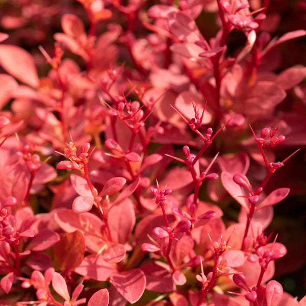 Berberis Plant 'Orange Rocket'