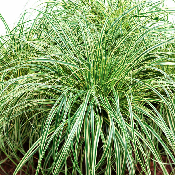 Carex Plant 'Oshimensis Evercream'