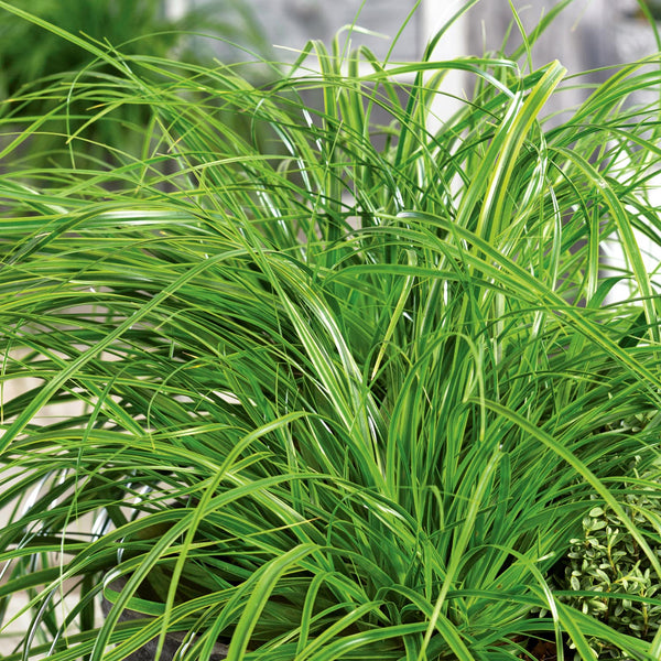 Carex Plant 'Oshimensis Everlime'