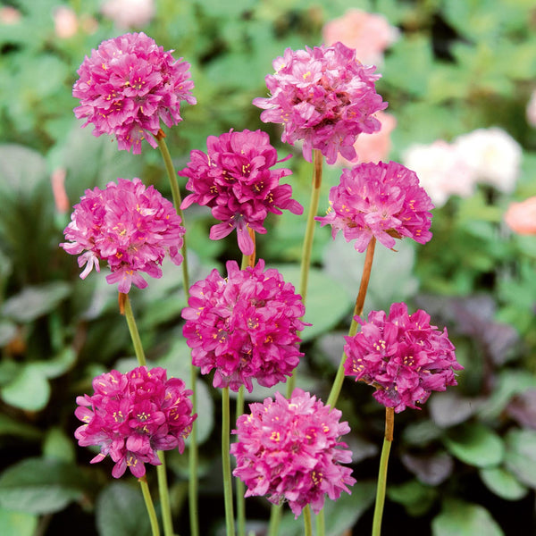 Armeria Plant 'Nifty Thrifty'